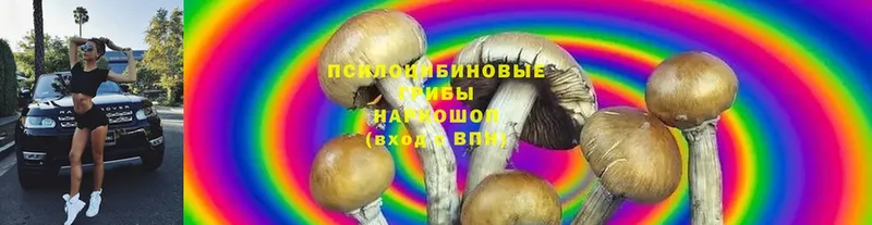 Галлюциногенные грибы Cubensis  Балашов 